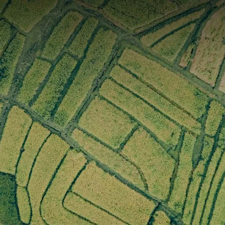 Aerial view of green and yellow agricultural fields divided into irregular sections by narrow paths.